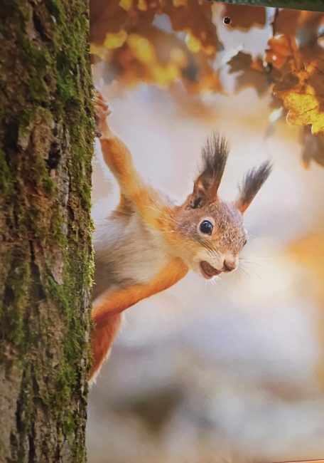squirrel